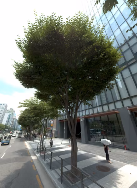 tree photo