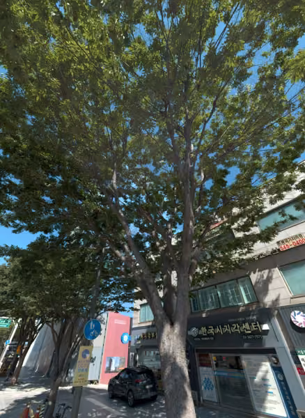 tree photo
