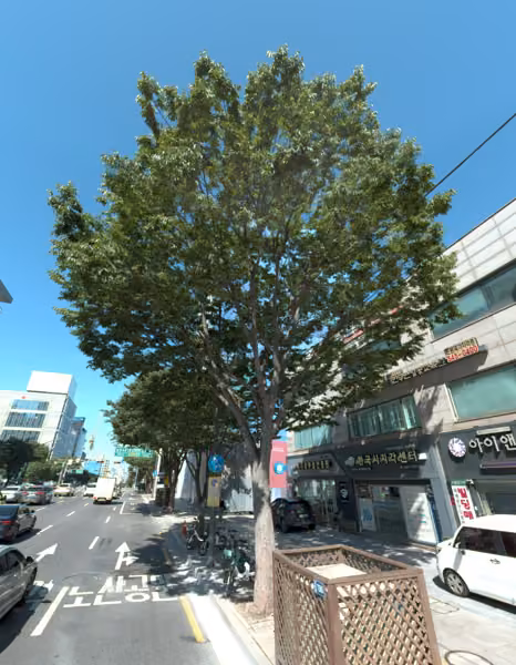 tree photo