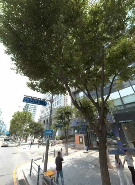 tree photo