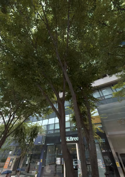 tree photo
