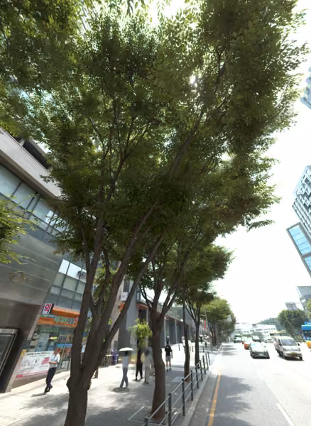 tree photo