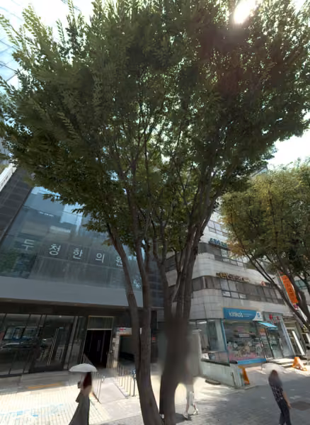 tree photo