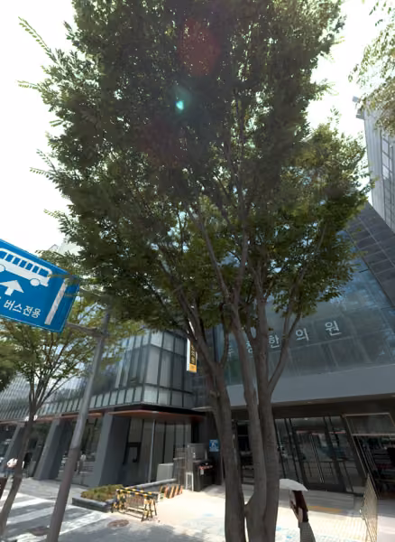 tree photo