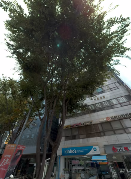 tree photo