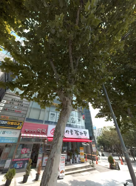 tree photo