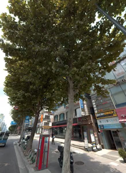 tree photo