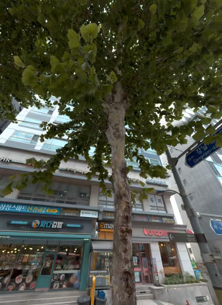 tree photo