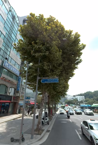 tree photo