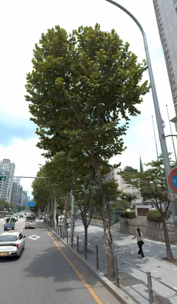 tree photo