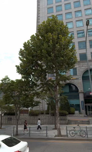 tree photo