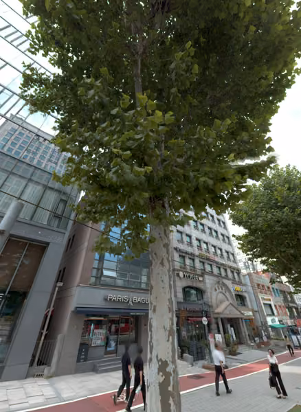 tree photo