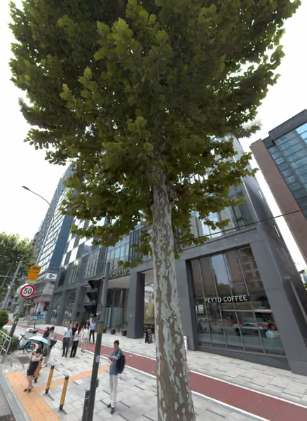 tree photo