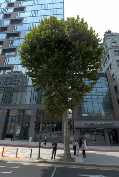 tree photo