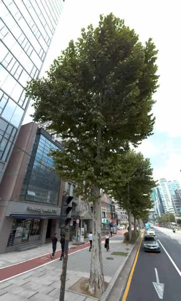 tree photo