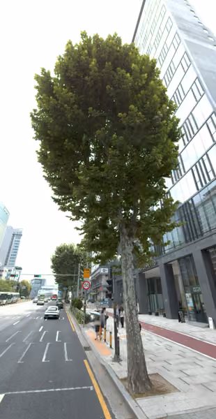 tree photo