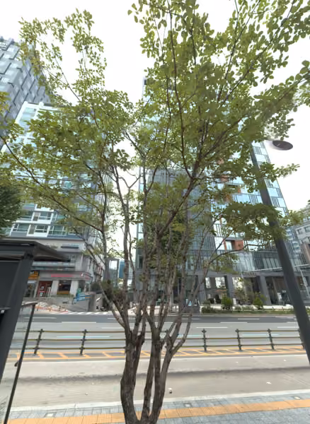 tree photo
