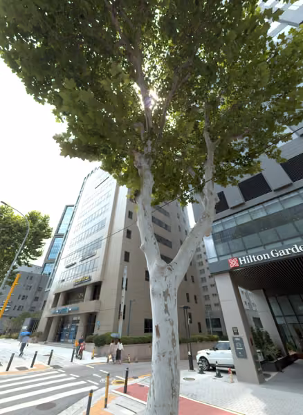 tree photo