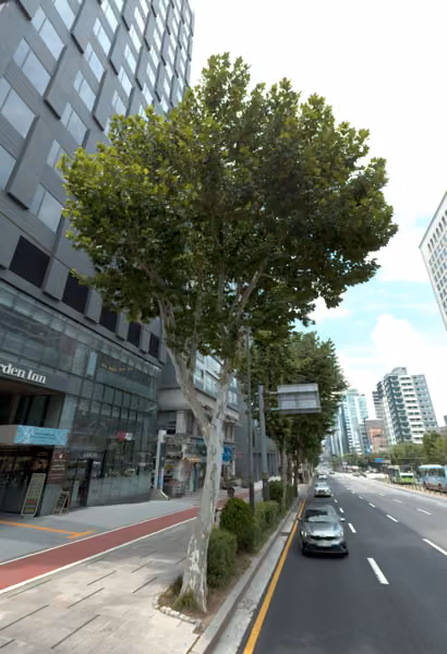 tree photo