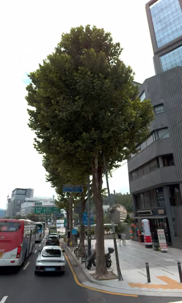 tree photo