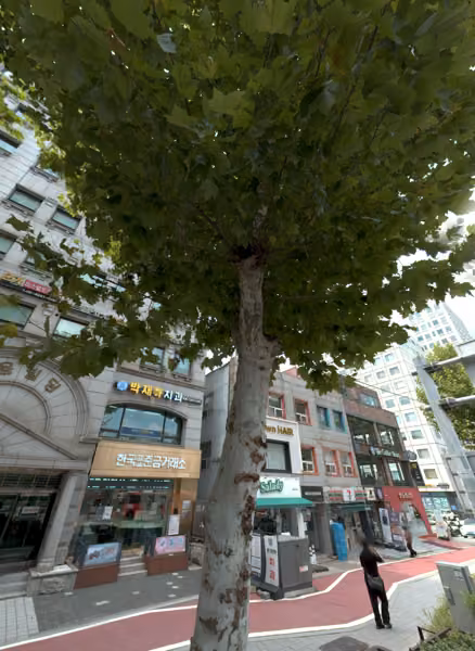 tree photo