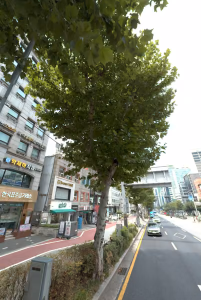 tree photo