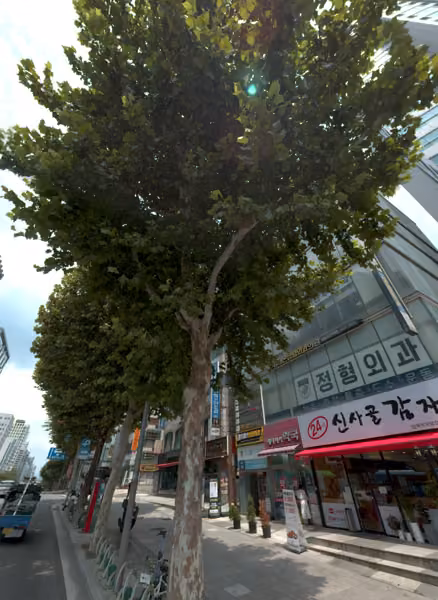 tree photo