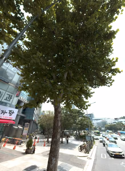 tree photo