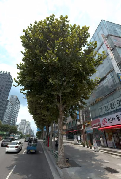tree photo
