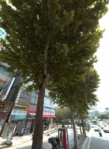 tree photo