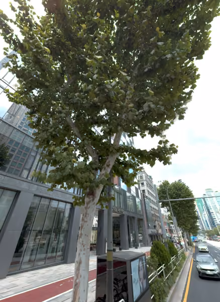 tree photo