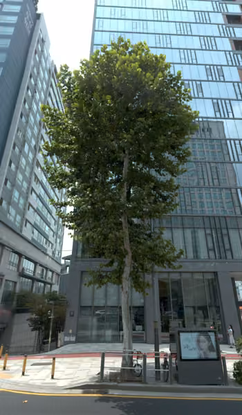 tree photo