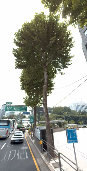 tree photo