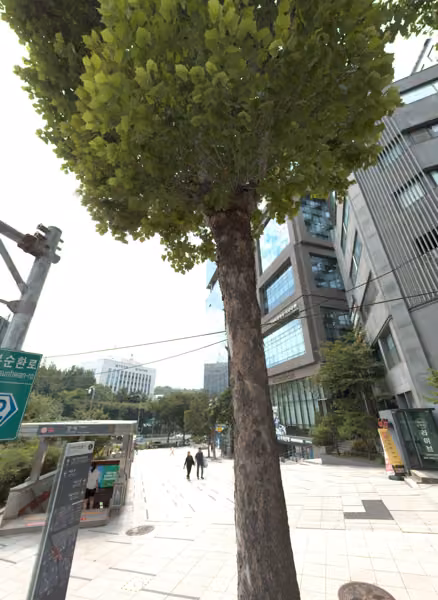 tree photo