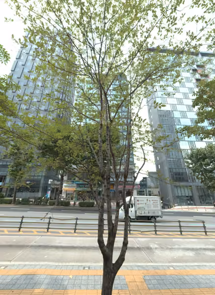 tree photo