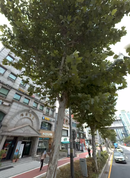 tree photo