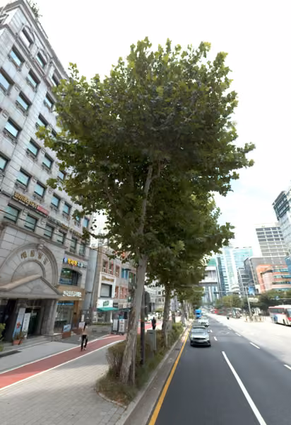tree photo