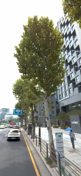 tree photo