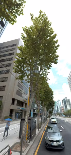 tree photo
