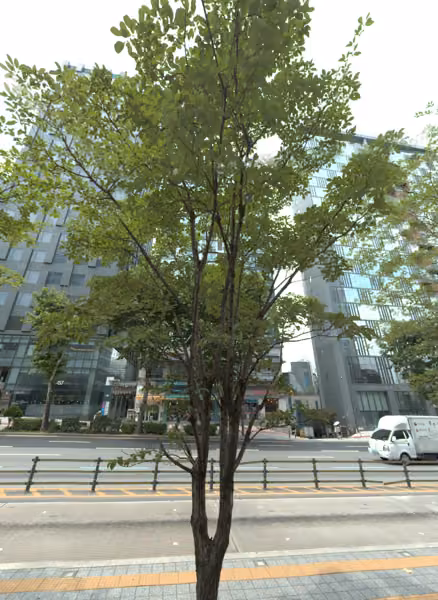 tree photo