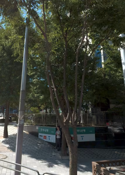 tree photo