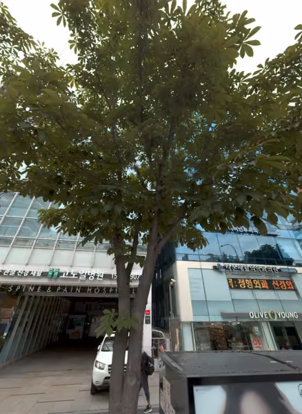 tree photo