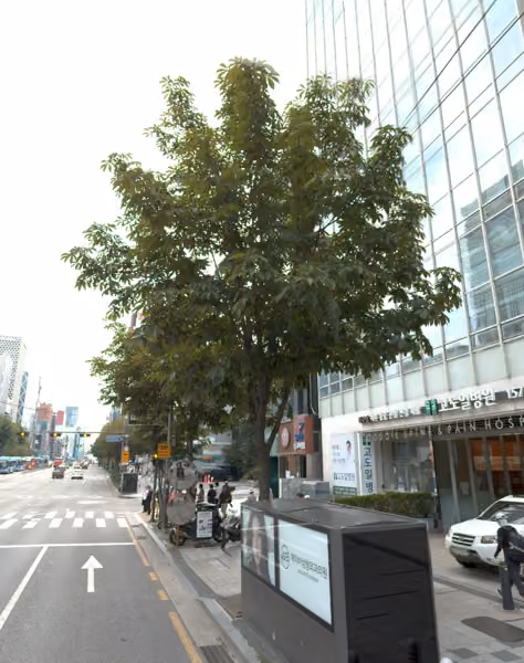 tree photo