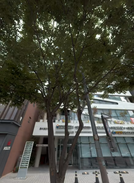 tree photo