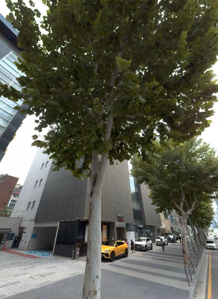 tree photo