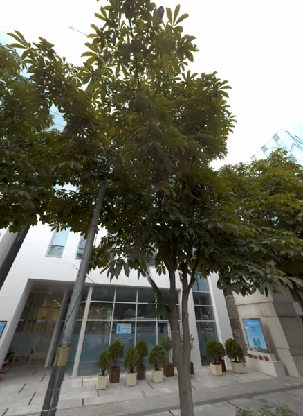 tree photo