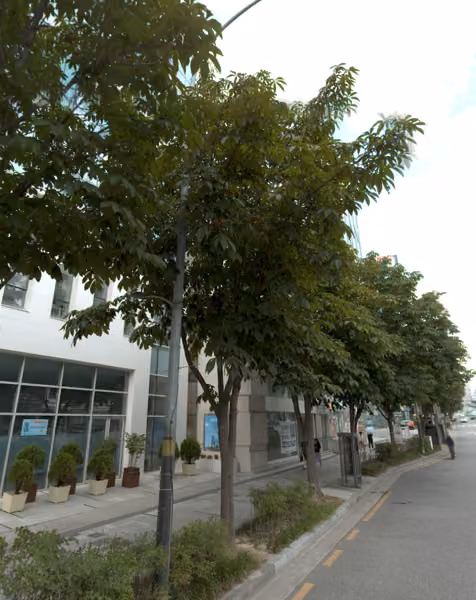 tree photo