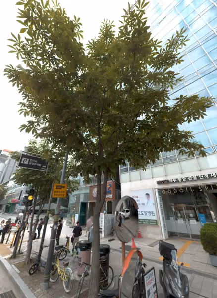 tree photo