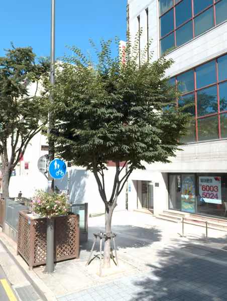 tree photo