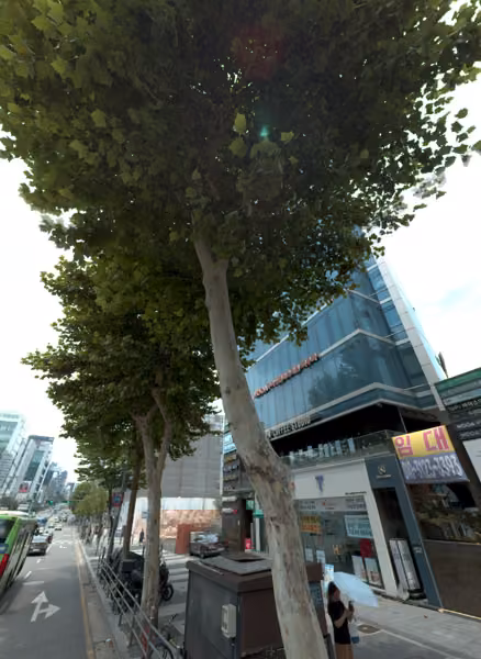tree photo